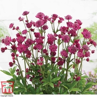 Astrantia major Censation™ 