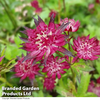 Astrantia major 