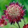 Astrantia major 