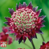 Astrantia major 