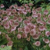 Astrantia major 