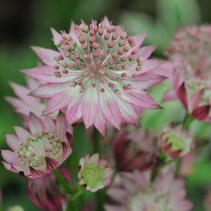 Astrantia major 