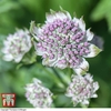 Astrantia major 