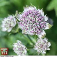 Astrantia major 