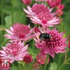Astrantia major 