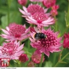 Astrantia major 