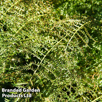Athyrium filix-femina 