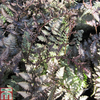 Athyrium niponicum f. metallicum