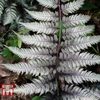 Athyrium niponicum var. pictum 