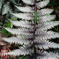 Athyrium niponicum var. pictum 