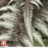 Athyrium niponicum var. pictum 