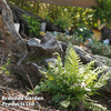 Athyrium otophorum var. 