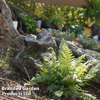 Athyrium otophorum var. 