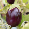 Aubergine 