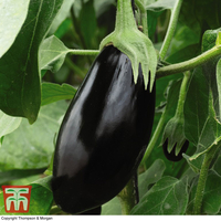 Aubergine 