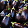 Aubergine 
