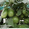 Aubergine 