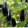Aubergine Grafted 
