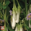 Aubergine 
