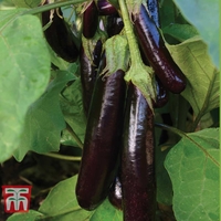 Aubergine 