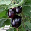 Aubergine 