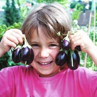 Aubergine 