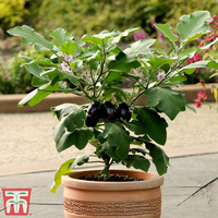 Aubergine 