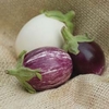 Aubergine 