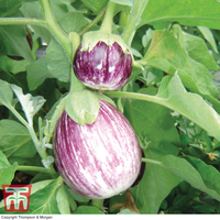 Aubergine 