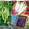 Aubergine 