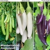 Aubergine 