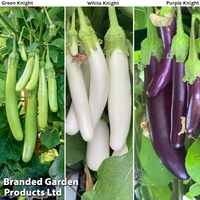 Aubergine 