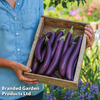 Aubergine 