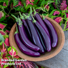 Aubergine 