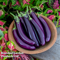 Aubergine 