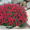 Aubretia cultorum 