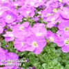 Aubretia gracilis 