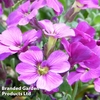 Aubretia gracilis 