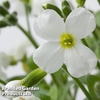Aubretia gracilis 
