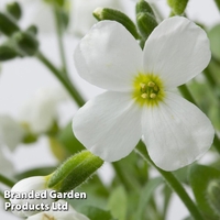 Aubretia gracilis 