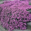 Aubrieta Purple Cascade F1 Hybrid - 1 packet (150 seeds)