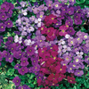 Aubrieta Royal Mixed - 72 plug plants