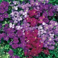 Aubrieta Royal Mixed - 72 plug plants