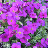 Aubrieta 