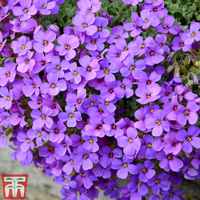 Aubrieta 