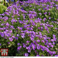 Aubrieta cultorum 