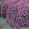 Aubrieta cultorum 