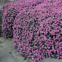 Aubrieta cultorum 