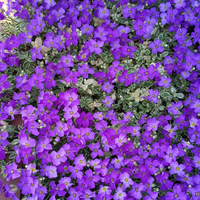 Aubrieta 
