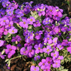 Aubrieta 
